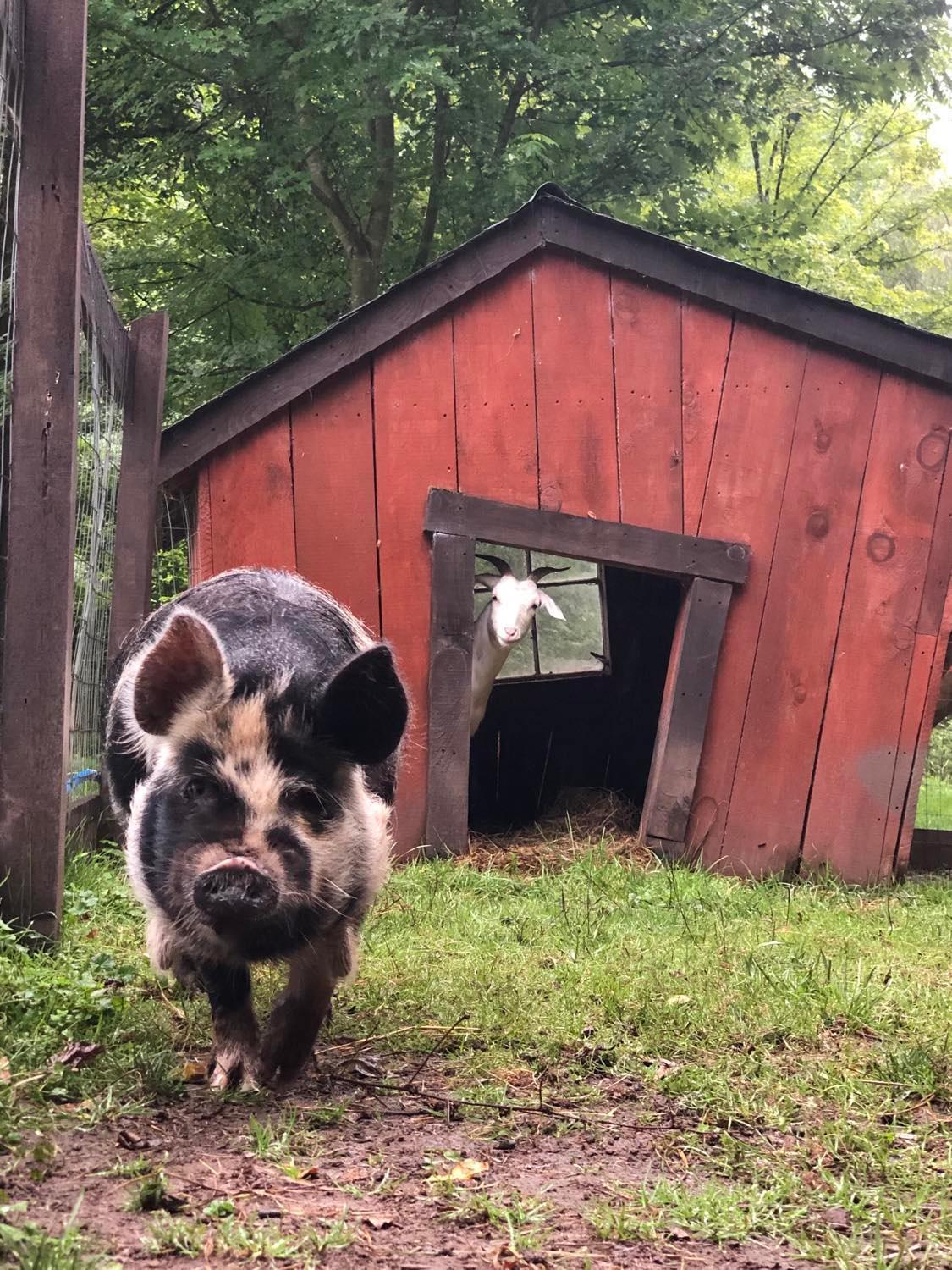 הוילה The Renovated Barn At Seneca Rocks מראה חיצוני תמונה