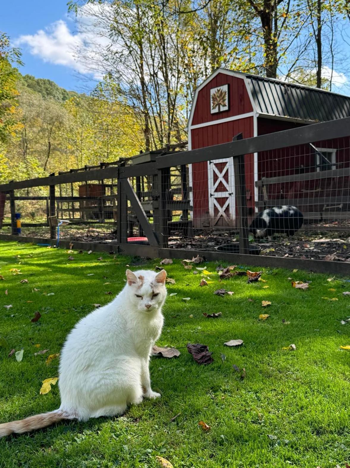 הוילה The Renovated Barn At Seneca Rocks מראה חיצוני תמונה